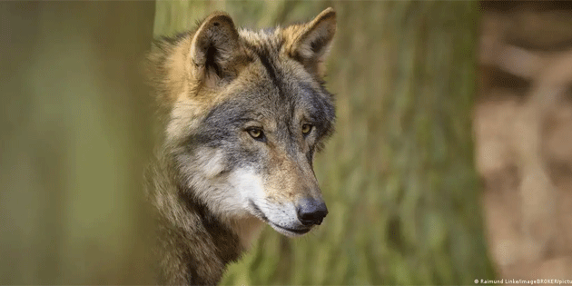 1998'den beri ilk kez: Almanya’da bir kurt bir kad�n� �s�rd�