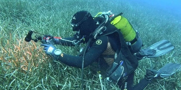 Meksika K�rfezi'ndeki petrol kazas�ndan sonra deniz canl�lar� y�zde 60 azald�