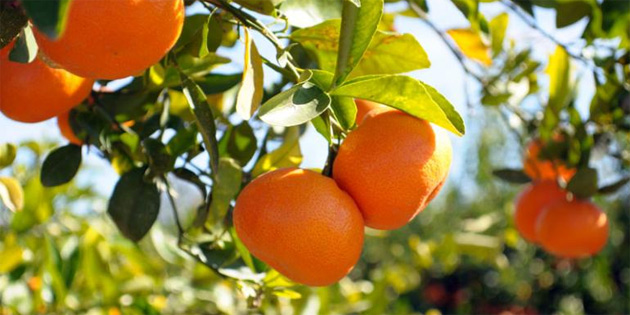 '�hracat s�recindeki engeller giderilsin”