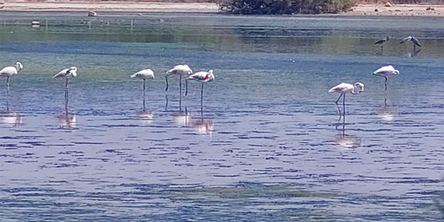 G�ney K�br�s’taki sulak alanlar� ziyaret eden flamingo say�s� azald�