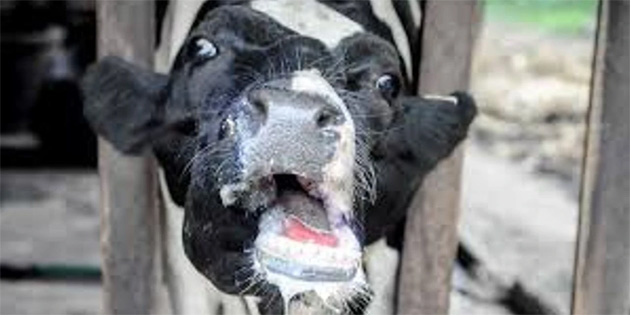 HAYVANLARDA �AP HASTALI�I YAYILIYOR 