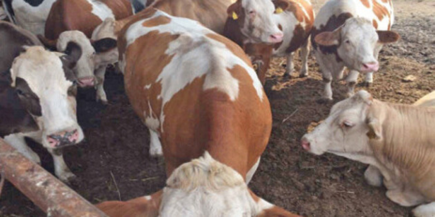 �AP HASTALI�I KARANT�NA GET�RD� 