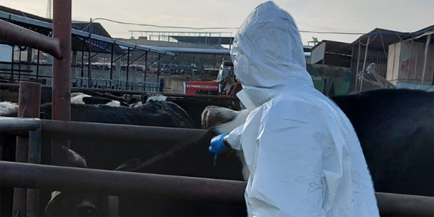 �ap hastal���na kar�� a��lama �al��malar� s�r�yor