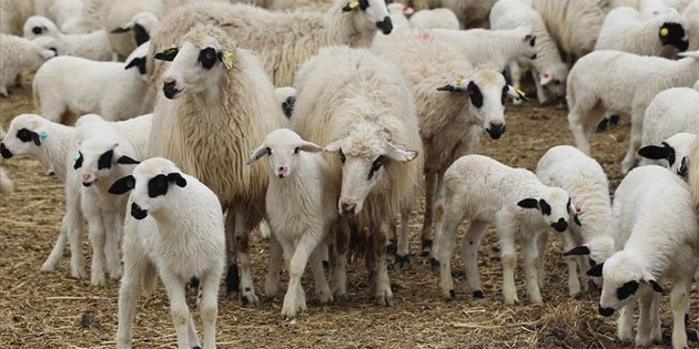 Karpaz Koruma Derne�i Ba�kan� �ebi: “K���kba� hayvanc�y� koruyacak acil �nlemler al�nmal�”