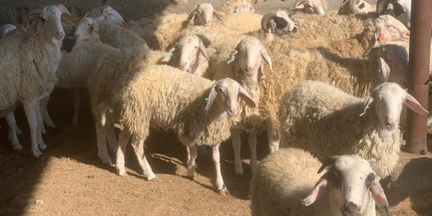 Devlet retme iftlii’nde kasaplk hayvan sat