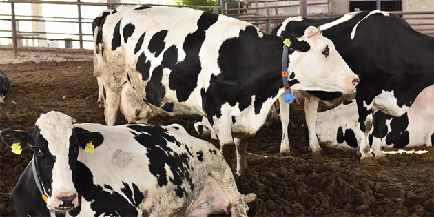 “Hayvanlar 2026’ya a� giriyor”