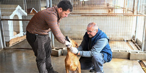 G�nyeli–Alayk�y Belediyesi hayvan bar�na��nda 104 canl�ya ev sahipli�i yap�l�yor