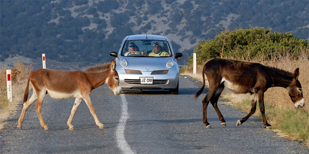 Polisten Ziyamet blgesindeki srclere yol kenarlarndaki eekler konusunda uyar 