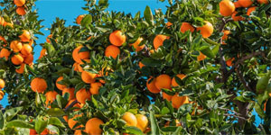 Narenciye �reticileri Birli�i: “�r�n �demeleri bir an �nce ba�lamal�, h�k�met kaynak yaratmal�”