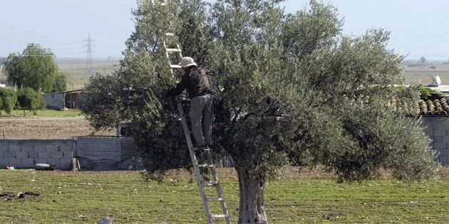 Gzelyurt lesi'nde zeytin ve harup toplama tarihleri akland