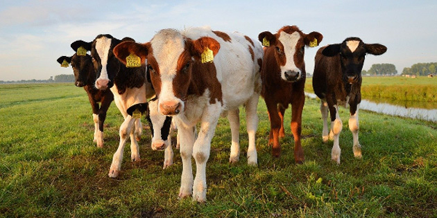 HAYVANCILIKTA �AP KORKUSU 