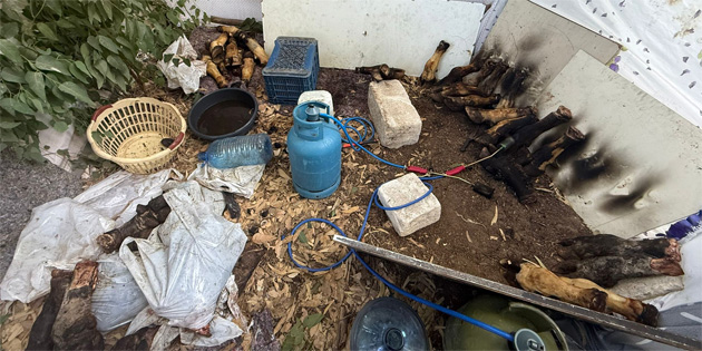 Gazimausa Belediyesi Zabta Birimi’nden sust kaak rn operasyonu