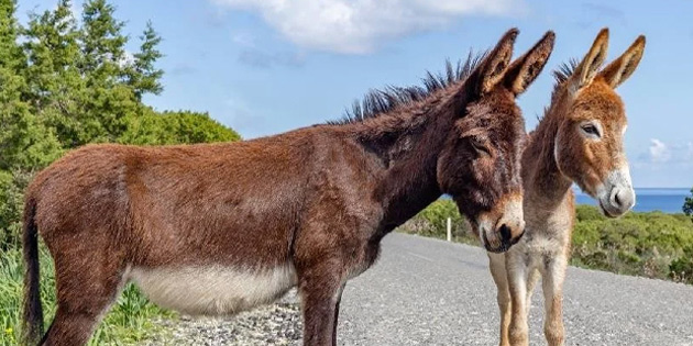 Karpaz Koruma Derne�i Ba�kan� �ebi, devleti, Karpaz’daki yabani e�ek projesini sahiplenmeye �a��rd�