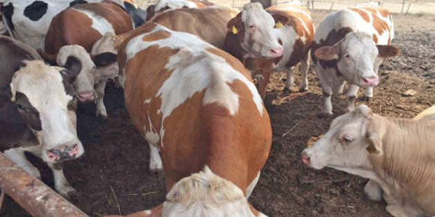 EK�PLER SAHADA A�ILAMA BA�LADI 