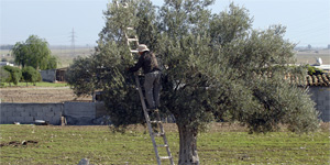 Girne’de zeytin toplama tarihleri a��kland�