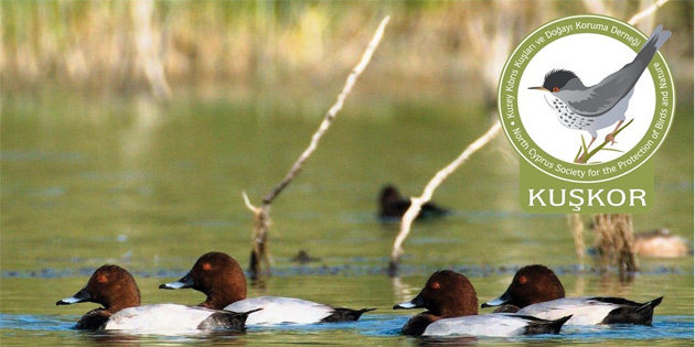 KU�KOR ve BirdLife Cyprus, k�� ortas� su ku�u say�m� yapt�