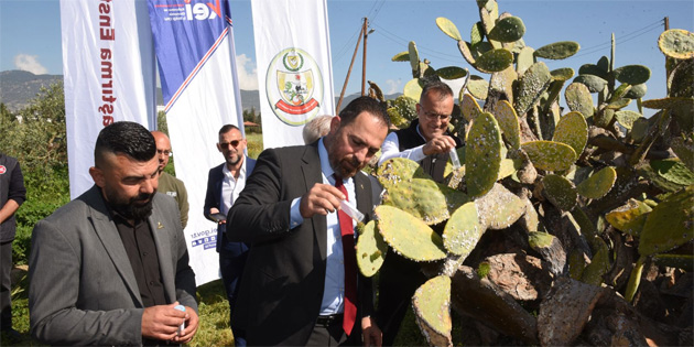 Babutsa ko�niline kar�� do�aya ilk kez avc� b�cek b�rak�ld�