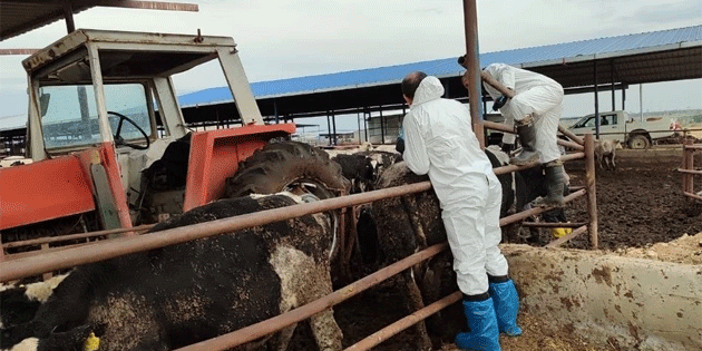  130 i�letmede 17 bin 300 b�y�kba� hayvan�n a��land�