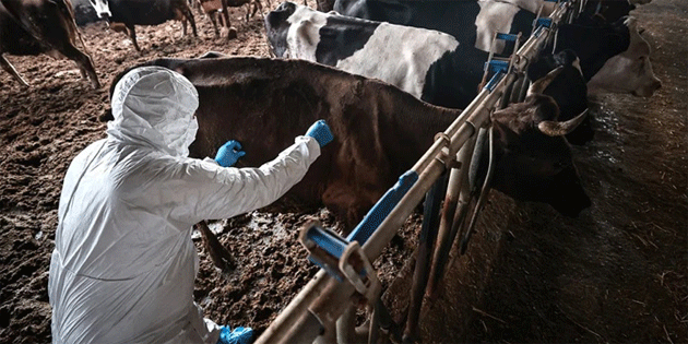 Avustralya, Kuzey'deki �ap hastal��� gerek�esiyle G�ney K�br�s’tan ithalata yasak getirdi