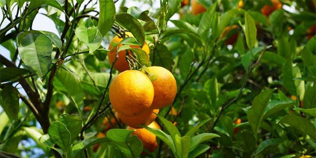 Tarm Bakanl, Narenciye tr deiiklii demelerini yapt