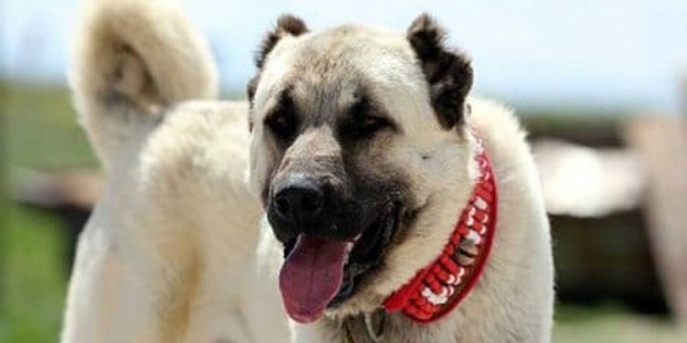 Çoban köpeklerini başıboş bırakan şahsa yasal işlem