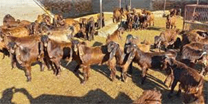 Devlet �retme �iftli�i o�lak ke�i ve teke sat��� yapacak