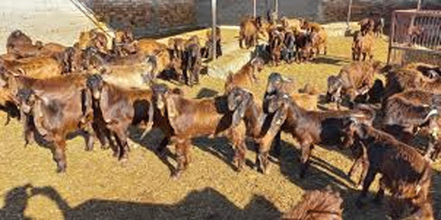 Devlet �retme �iftli�i o�lak ke�i ve teke sat��� yapacak