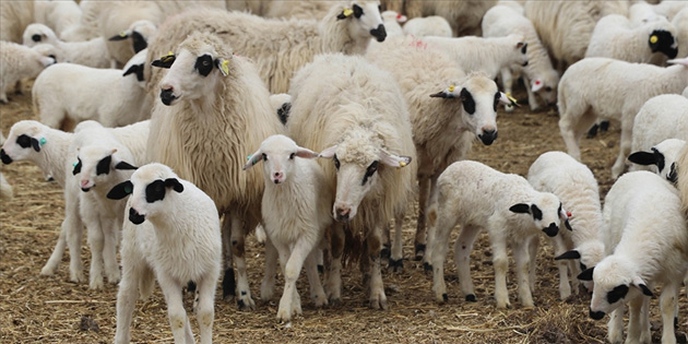 K���KBA� HAYVAN DESTE�� �DENECEK 