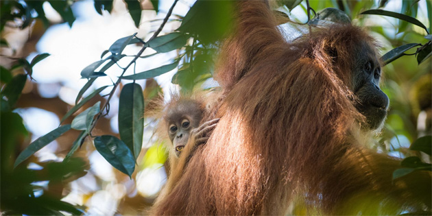 Bilim insanlar yeni bir orangutan tr kefetti