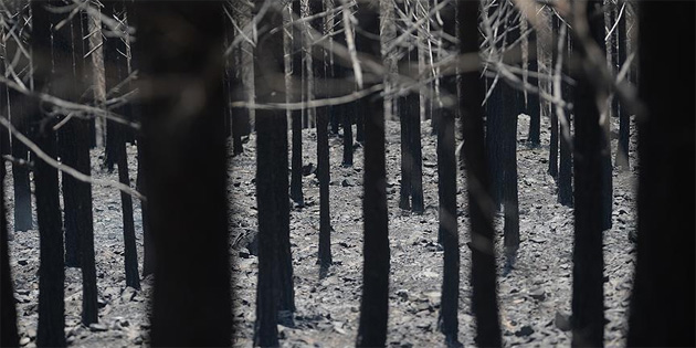 Antalya ormanlar� 8 ayr� noktadan yand�