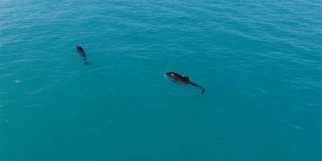 �stanbul Bo�az�’nda yunuslar�n dans�