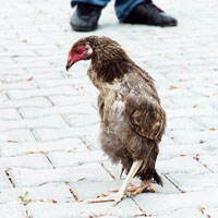 Penguen gibi y�r�yen tavuklar incelemede