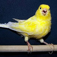 'Kanaryalar�m�z' Fransa'dan �ampiyon olarak d�nd�