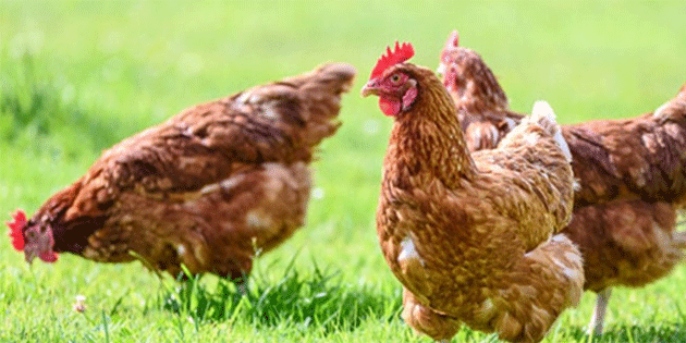 ABD'de ku gribi kaynakl ilk lm Louisiana'da kaydedildi