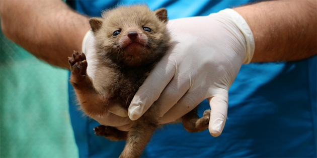 Yavru kurtlar anne k�pe�e emanet 