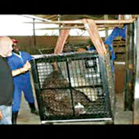 �ngiltere’nin en �i�man orangutan�  