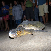 Caretta Caretta 'TR 48' uydudan izlenecek