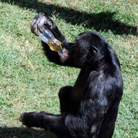 'Demleme ay' tiryakisi empanzeler 