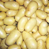 Patatesin genetik haritas karld