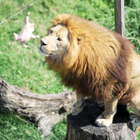 Aslan payn kaparak stres attlar