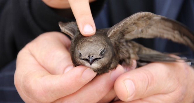 Dnyann en esrarengiz kuunu bulduklarna inanamadlar