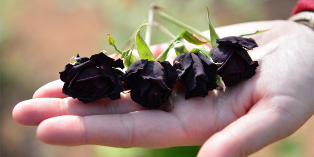 Bir tek Halfeti'de yeti�en karag�le b�y�k ilgi