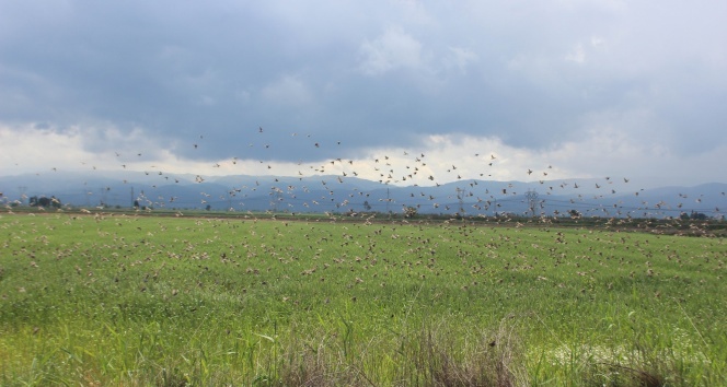 Ayd�n Ovas�'n� ku�lar istila etti