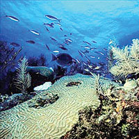 Dalg��lar i�in bulunmaz nimet