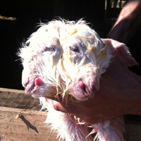 �ift ba�l� o�lak, sahibini de g�renleri de �a��rt�yor 