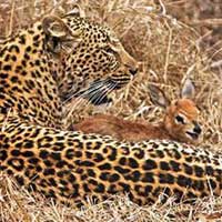 nce oynad, sonra ldrd