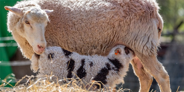 Yunanistan'da �i�ek hastal���n� �nlemek i�in 17 bin 500 hayvan itlaf edildi