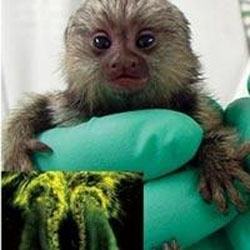 Karanl�kta ���ldayan maymun 