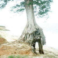 Erozyon saniyede 16 ton toprak yutuyor