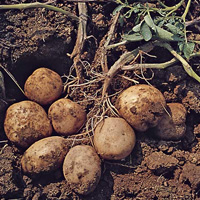 Bakanlktan ‘patates’ aklamas 